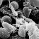 Imagen para el artículo titulado Este ancestro de la peste negra hallado en una pieza de ámbar tiene 20 millones de años